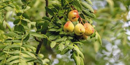 Die gerbstoffhaltigen Früchte können vielseitig als Mus, Marmelade und Brand verarbeitet werden.