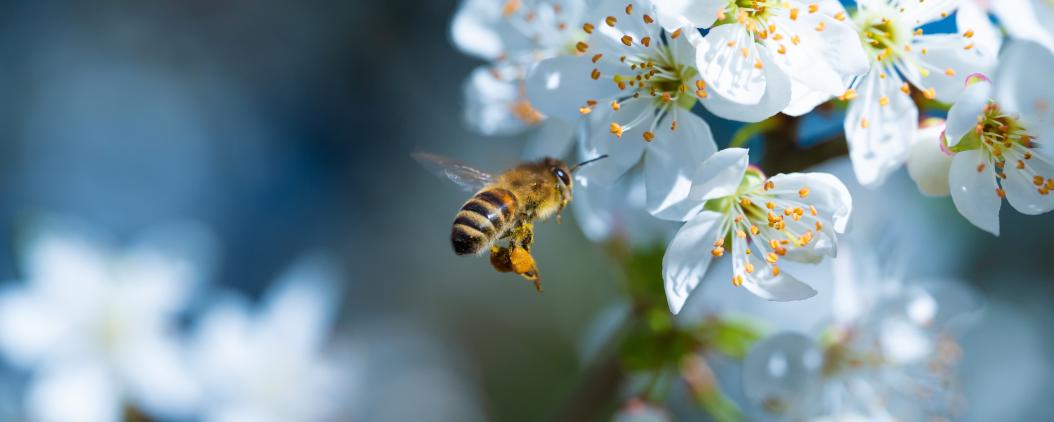 Eine Biene fliegt auf eine weiße Apfelblüte zu. Auf dem blauen Hintergrund sind verschwommen weitere weiße Blüten. 
