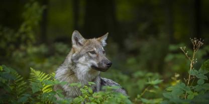 Der Wolf: Eine rechtssichere Lösung für ein Bestandsmanagement der Wölfe in Deutschland ist notwendig.