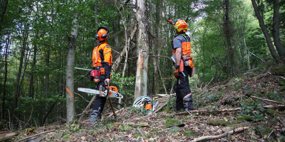 UVVs in der forstlichen Praxis: Zahlreiche Arbeiten im Wald, wie hier die seilwindenunterstützte Fällung, sind für mehrere Personen vorgesehen und – fachkundig ausgeführt – auch sicher.