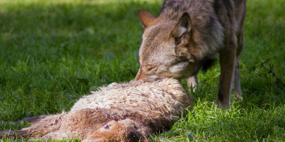 Nur mit aufwendigen Schutzmaßnahmen ist die Schaferei in Wolfsgebieten noch ansatzweise möglich.