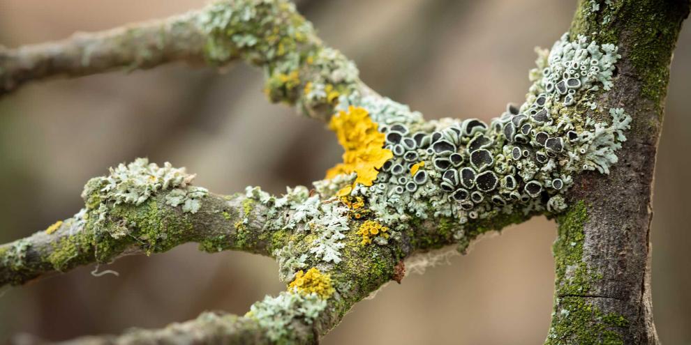 Graue und senfgelbe Flechten auf einem Ast