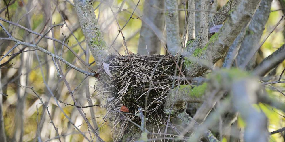 Das Nest ist gut in der dichten Hecke versteckt.