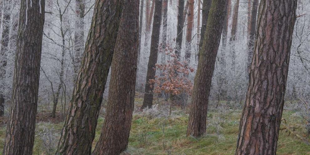 Kleinprivatwälder können vielfältig sein. Grade im Klimawandel ist es wichtig, dass auch kleine Waldflächen die richtige Pflege bekommen. Hierfür muss der Waldbesitzer bekannt sein. (Symbolbild)