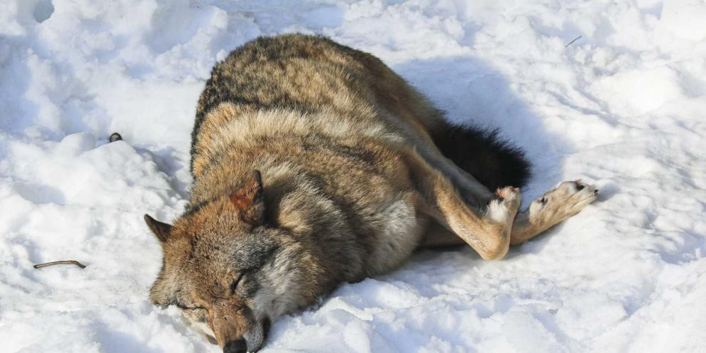 In Niedersachsen wurde ein Wolf legal getötet (Symbolbild).In der Schweiz wurden weitere Wölfe erlegt.In Tirol wurde im Stubaital ein Wolf illegal erlegt (Symbolbild).