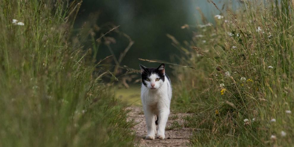 In Schleswig-Holstein wird über ein Katzenjagdverbot debattiert. Die Fronten scheinen verhärtet.