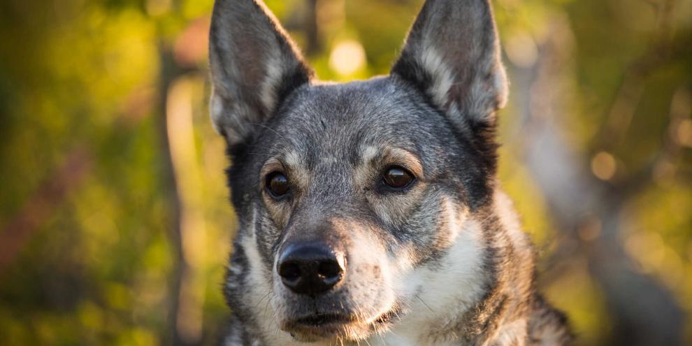 Der Elchhhund ist in Skandinavien eine weit verbreitete Hunderasse für die Elchjagd.