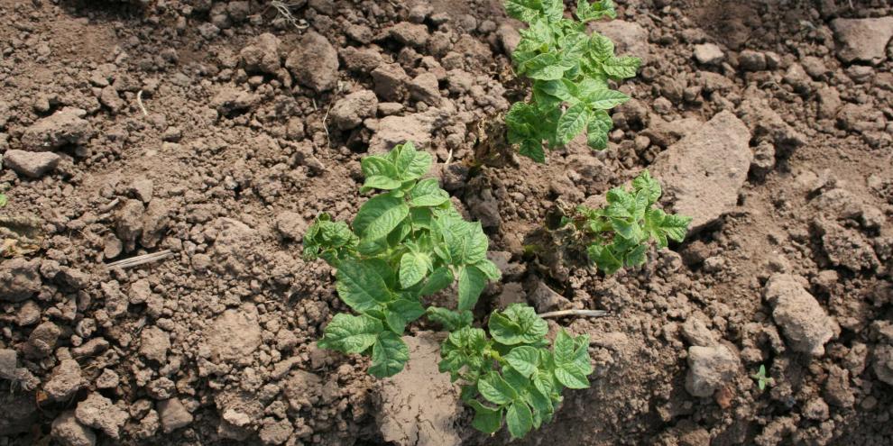 Kartoffeln mit Symptomen vom Mosaikvirus