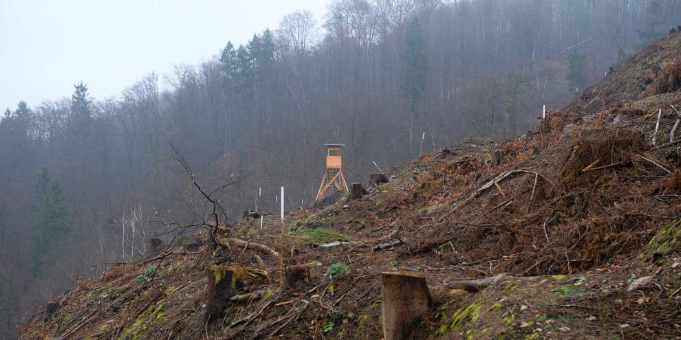 Hanglangen und hohe Mulchauflagen erschweren das Aufforsten von Flächen gleich doppelt.