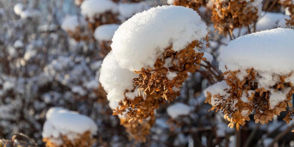 So kommen Ihre Hortensien gut durch den Winter.