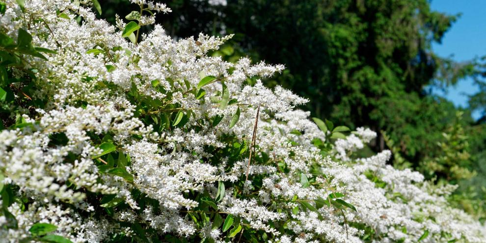 Die weißen Blüten des Ligusters sind ein echter Hingucker und verströmen einen angenehmen Duft.