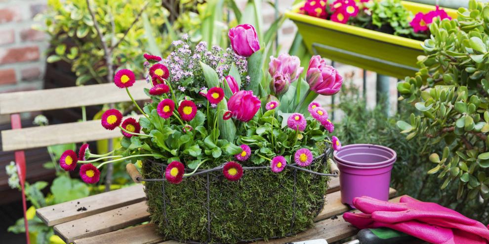 Bunte Akzente für den Balkon – solch eine Bepflanzung mit Tulpen und Tausendschön machen den Frühling greifbar.