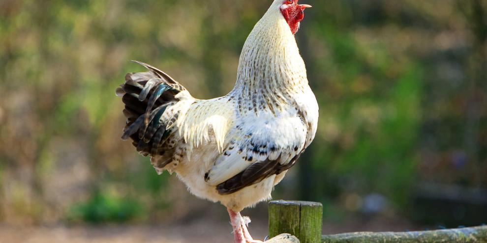 Wenn der Hahn kräht, kann das Ärger mit den Nachbarn geben. Im Landkreis Emsland läuft ein Streit darum schon seit Jahren.