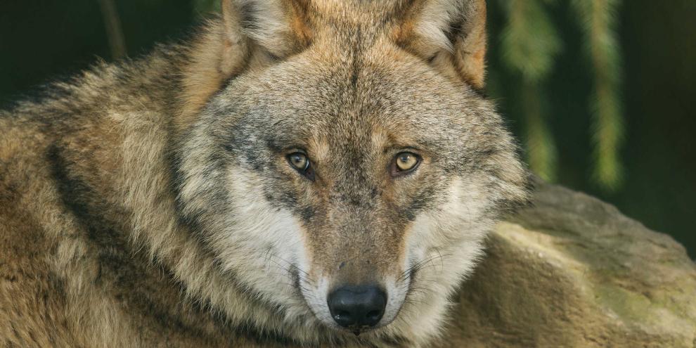 Im Landkreis Uelzen sind fünf Moorschnucken von Wölfen gerissen worden.