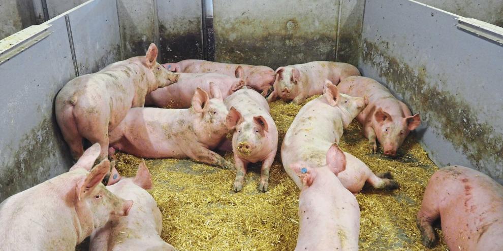 Drinnen feste Fläche, draußen Fressbereich und die Kot-Harn-Trennung: So lässt sich das Tierwohl für Schweine steigern (Symbolbild).