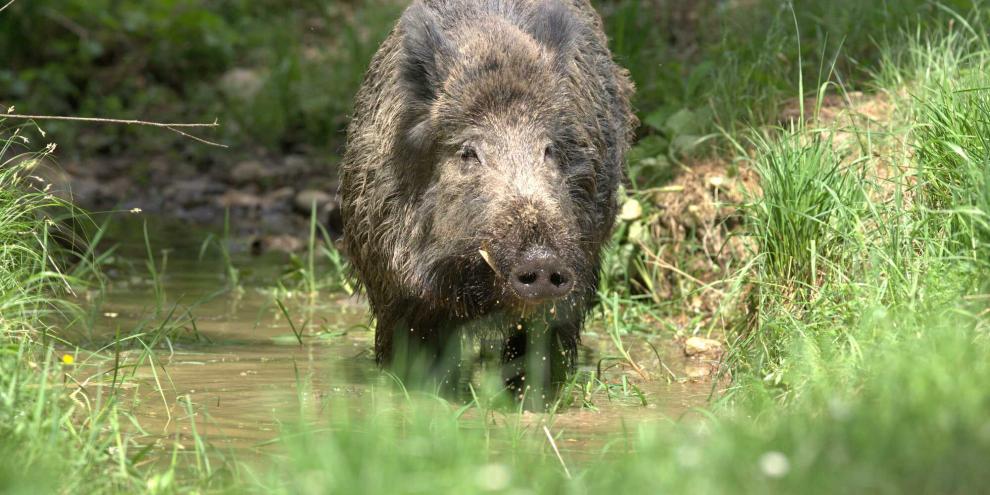 Im Rheingau-Taunus-Kreis gibt es jetzt eine Prämie von 60 Euro, wenn Schwarzwild in den Sperrzonen I und II erlegt und nach Vorgaben entsorgt wird.