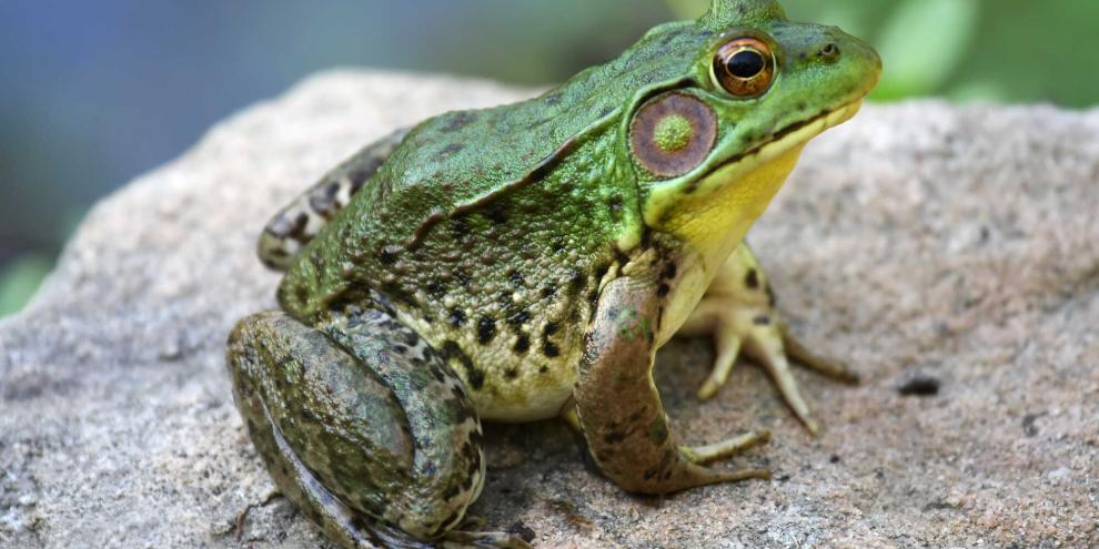 In Baden-Württemberg kämpft man mit dem Ochsenfrosch.