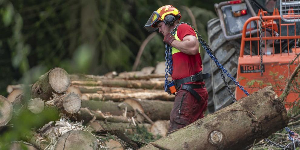 Die Holzpreise könnten unter Druck geraten. US-Präsident Trump lässt Zölle auf EU-Holz checken.