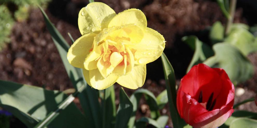 Die ungefüllte Tulpe bietet Insekten Nahrung, im Gegensatz zu gefüllten Narzisse.