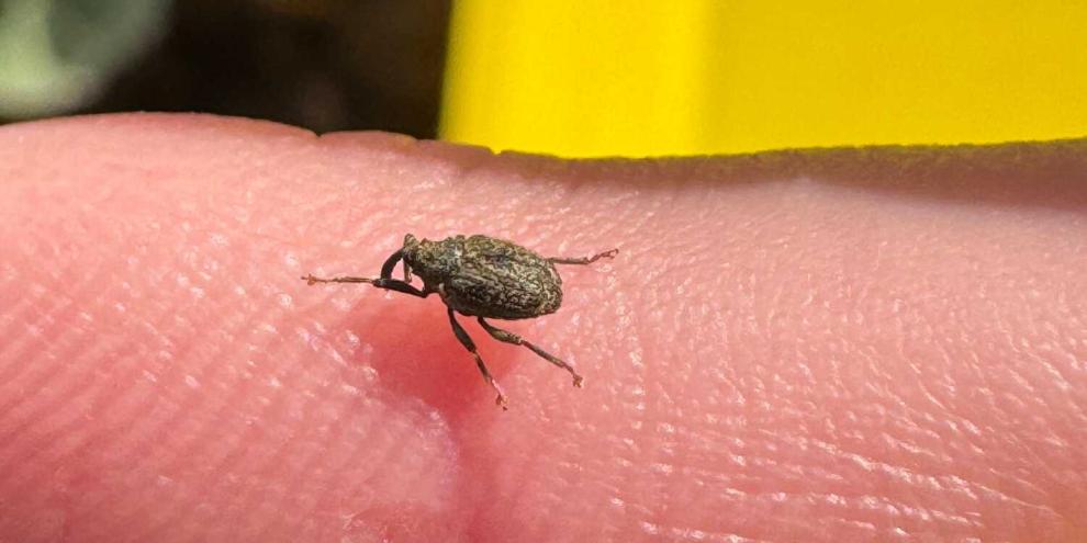 Ein Gefleckter Kohltriebrüssler sitzt auf einem Finger. Im Hintergrund sieht man eine Gelbschale. 