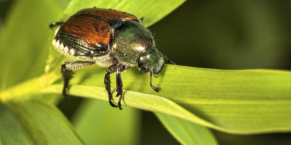 Der Japankäfer (Popillia japonica) stammt ursprünglich aus Japan und gehört zur Familie der Blatthornkäfer.