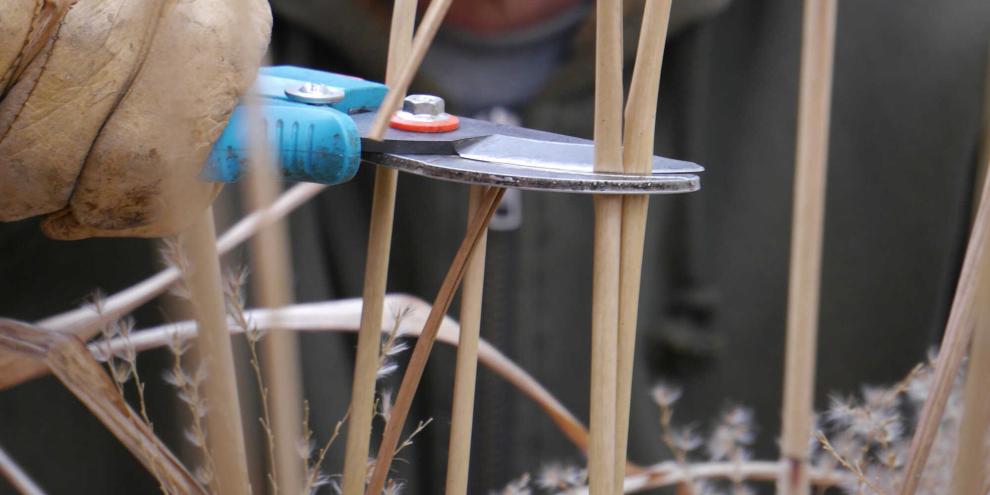 Staudenbeete sollten den Insekten zuliebe nicht zu früh abgeräumt werden.