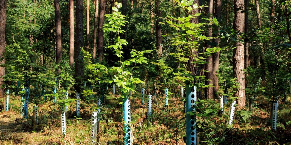 Verbiss-Schutz-Bäume-AdobeStock_120532292 Verbiss-Schutz-Bäume-AdobeStock_120532292