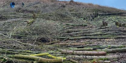 Im Berliner Grunewald rodeten Unbekannte illegal den Nordhang des „Drachenberges“.