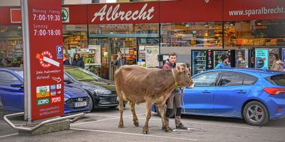 Kuh Lady steht vor einem Supermarkt auf Vorarlbergs ersten Kuhparkplatz.