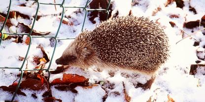 Igel im Schnee