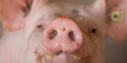 Auch Schweine können an der Vogelgrippe erkranken. Deshalb mahnt die Vereinigung der Schweinehalter in den USA ihre Mitglieder, die Biosicherheitsmaßnahmen auch in Hinblick auf das Virus H5N1 zu überprüfen.