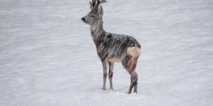 Rehbock-im-Schneetreiben