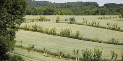 Agroforstsysteme, hier ein Beispiel aus Hessen