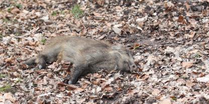 Das verletzte Wildschwein musste erlöst werden.In Hessen sind mittlerweile über 1.100 Sauen an der ASP verendet.