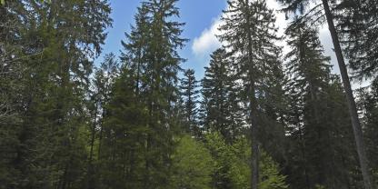 Die aktive Bewirtschaftung unserer Wälder bringt dem Klima mehr als ihre Stilllegung. Das ist die klare Haltung der Forst- und Holzwirtschaft. 90.000 Hektar stillgelegte Waldfläche seien eine verheerende Bilanz für die scheidende Bundesregierung, sagt deshalb die Arbeitsgemeinschaft Rohholz (AGR).