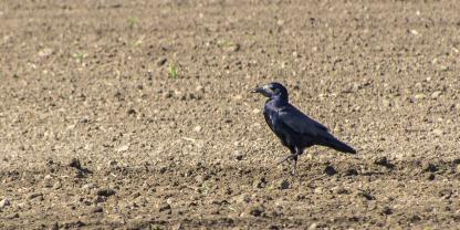 Krähen, Tauben und andere Vögel machen in frisch gesätem Mais Probleme.