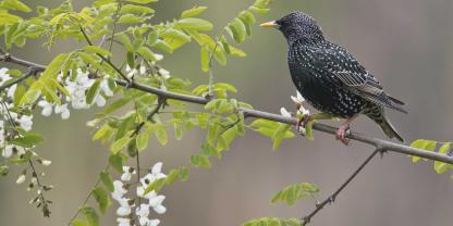 Die Robinie (Robinia pseudoacacia) erfreut sich bei Imkern großer Beliebtheit, da ihre Blüten vielen Insekten Nahrung bieten, die keine speziellen Futterpflanzen benötigen - wie z. B. die Honigbiene. Doch nicht jeder Standort ist für sie empfohlen.