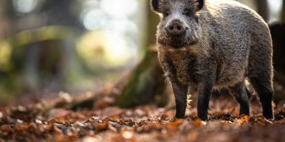 Wildschwein im Wald