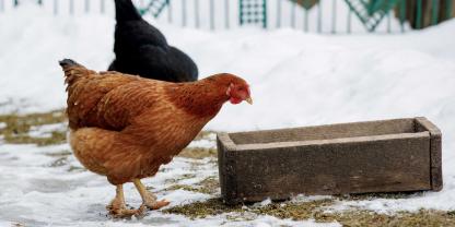 Hühner sind bei gutem Winterwetter gerne im Winter draußen, bei Regen oder wenn es schneit suchen sie lieber ein trockenes Plätzchen auf.