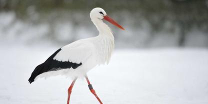 Überpünktlich: Einige Störche haben bereits die Heimreise aus ihrem warmen Winterquartier angetreten.