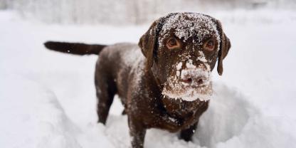 Ein Hund sollte nicht zuviel Schnee fressen.