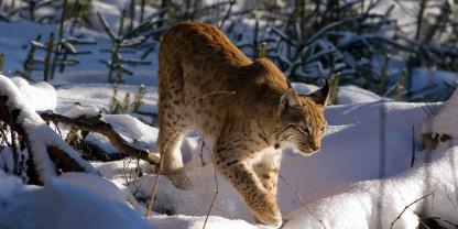 Eine neue Studie beschäftigt sich mit dem Luchs in Europa und dessen Todesursachen.