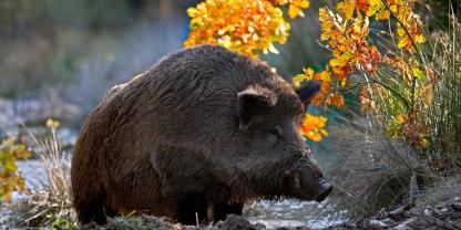 Auf einem Friedhof in Kassel sorgen Wildschweine für Verwüstungen – dagegen wird nun vorgegangen (Symbolbild).