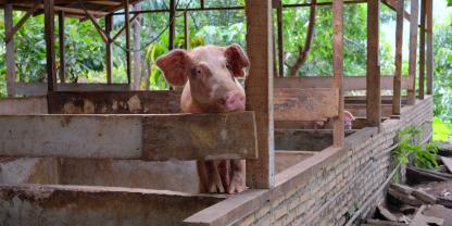 In Polen sind im vergangenen Jahr sehr viele Landwirte, vor allem kleinere Betriebe, aus der Schweinehaltung ausgestiegen.