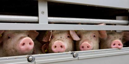 Bei einem Tiertransport von Mastschweinen in Niedersachsen fällt einem Tierarzt beim Verladen ein verletztes Tier auf. Er erstattet Anzeige und der Fall landet vor Gericht (Symbolbild).