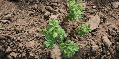 Kartoffeln mit Symptomen vom Mosaikvirus