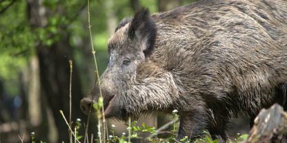 In Schottland wurden vermutlich illegal ausgesetzte Wildschweine eingefangen und gekeult.