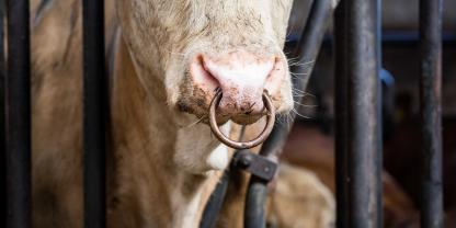 Stier im Stall (Symbolbild): Ein Landwirt in Österreich ist mutmaßlich durch die Attacke eines Stiers ums Leben gekommen.