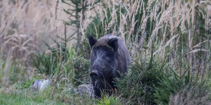 In Rülzheim (Landkreis Germersheim) sorgte ein Wildschwein in einem Wohngebiet für Chaos (Symbolbild).