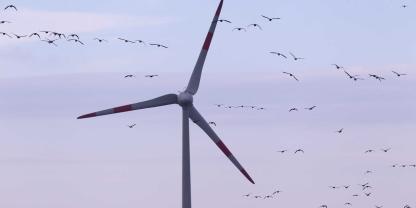 Viele Vögel fliegen rund um ein großes Energie-Windrad. 